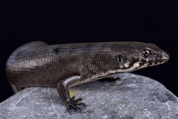 Odd-chinned Giant Skink (Eugongylus mentovarius)