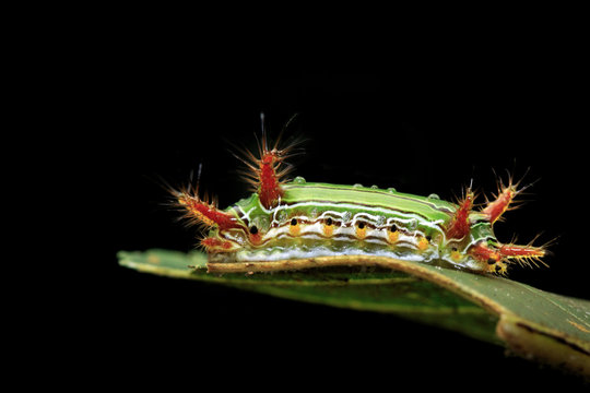 Image of Stinging Nettle Slug Caterpillar (Cup Moth, Limacodidae) "Green Marauder" on green leaves. Insect Animal.