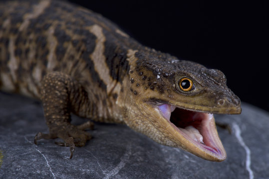 Sierra Gorda rock lizard (Xenosaurus mendozai)