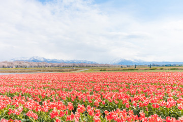 Fototapeta na wymiar Tulips in the background , the town of Asahi in Toyama Prefecture Japan.