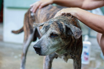 Thai dog feel unhappy and try to avoid bath time for pet and animal concept