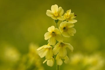 Echte Schlüsselblume (Primula veris)