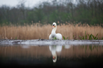 beautiful white swan on a lake - wildlife in its natural habitat