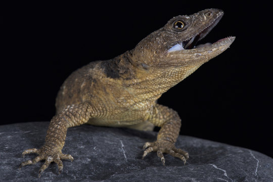 San Martin rock lizard (Xenosaurus sanmartinensis)