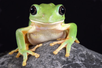 Mexican leaf frog, (Pachymedusa dacnicolor)