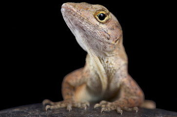 Brown anole (Anolis sagrei)