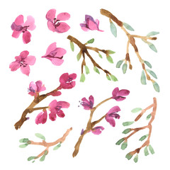 Set of sakura flowers and green tree brunch