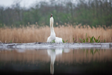 beautiful white swan on a lake - wildlife in its natural habitat