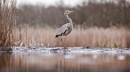 beautiful grey heron fishing on a lake in the early morning