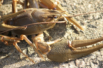 Live crayfish in the sparkling rays of the sun.