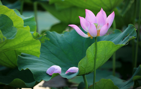 A withering pink lotus flower with its petals fallen on a green leaf ~ Beauty in nature of an aging process 