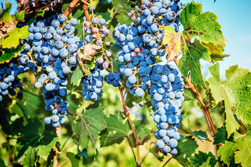 Bunches of red wine grapes