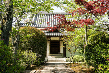 House covered by forest in Japan