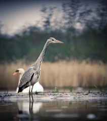 beautiful grey heron fishing on a lake in the early morning