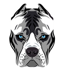 Portrait of a dog breed pit bull terrier