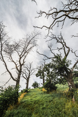 Tote Bäume auf einer Wiese