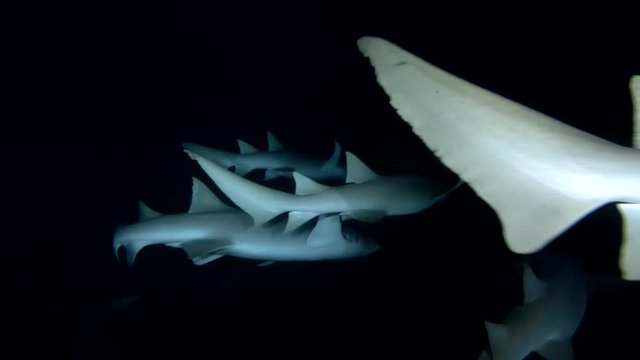 School of Tawny nurse sharks swim in the night, Indian Ocean, Maldives
