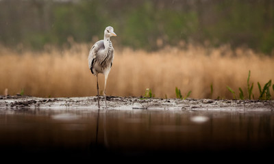 beautiful grey heron fishing on a lake in the early morning