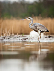 beautiful grey heron fishing on a lake in the early morning
