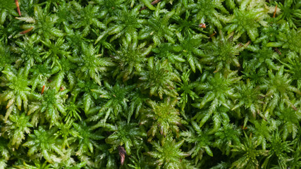 Green moss texture or background macro, selective focus, shallow DOF