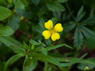 Tormentil or septfoil Potentilla erecta flower macro, selective focus, shallow DOF