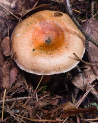 Saffron milk cap or Red pine mushroom, Lactarius deliciosus, in moss, selective focus, shallow DOF
