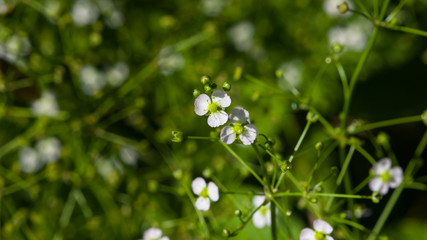 Flowers of European water-plantain or Alisma plantago-aquatica close-up, selective focus, shallow DOF