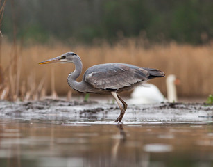 beautiful grey heron fishing on a lake in the early morning