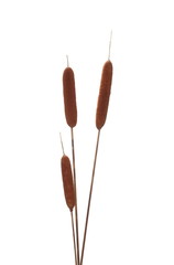 Dry common bulrush reeds isolated on white background, clipping path © dule964