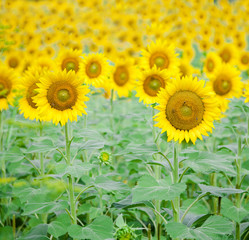 closeup of sunflower on a field