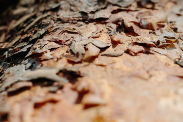 Texture shot of brown tree bark, filling the frame