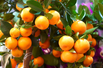 Branch of mandarin tree with fruits.