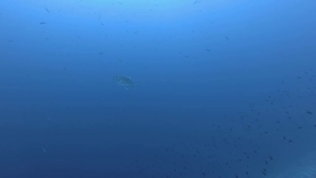 One Bluefin trevally - Caranx melampygus swim in the blue water
