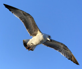 Flying seagull at blue clear sky