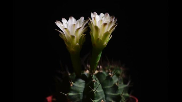 Time-Lapse of beautiful cactus or cacti flowers which are in their colorful blooming on black background. Timelapse opening red Parodia penicillata.