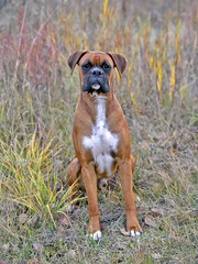 Beautiful Boxer Dog, male sitting in field, attentive.