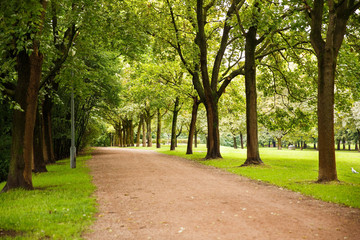 Fototapeta na wymiar Trees in the park