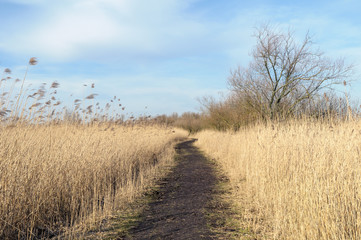 Obraz premium A footpath leading through reed at Oostvaardersplassen in the Netherlands on a beautiful day during early spring.