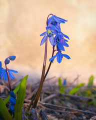 Bluebells of Scilla Squill blooming in the spring.