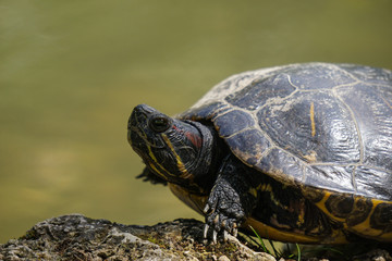 Fototapeta premium turtle italy