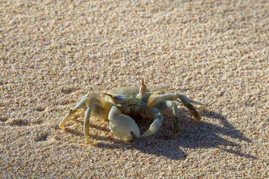 Geh&ouml;rnte Geisterkrabbe (Ocypode ceratophthalma) am Strand auf Praslin, Seychellen.