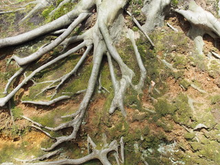 Sichtbare Baumwurzel am Hang