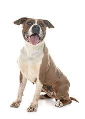 american staffordshire terrier