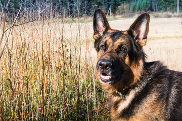 Dog German Shepherd outdoors in a summer