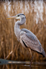 beautiful grey heron fishing on a lake in the early morning