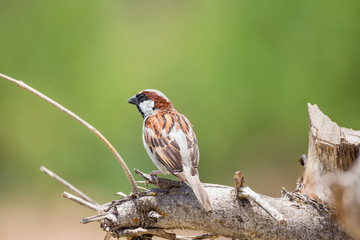 The bird is on a natural tree branch.