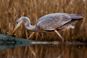 beautiful grey heron fishing on a lake in the early morning
