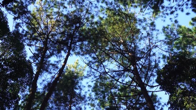 tropical pine forest, Medium long handheld shallow depth of field panning shot midst tall forest pine trees during a sunny day.
