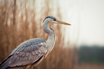 beautiful grey heron fishing on a lake in the early morning