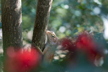 Fototapeta premium Image of Thailand chameleon, micro photos, close up